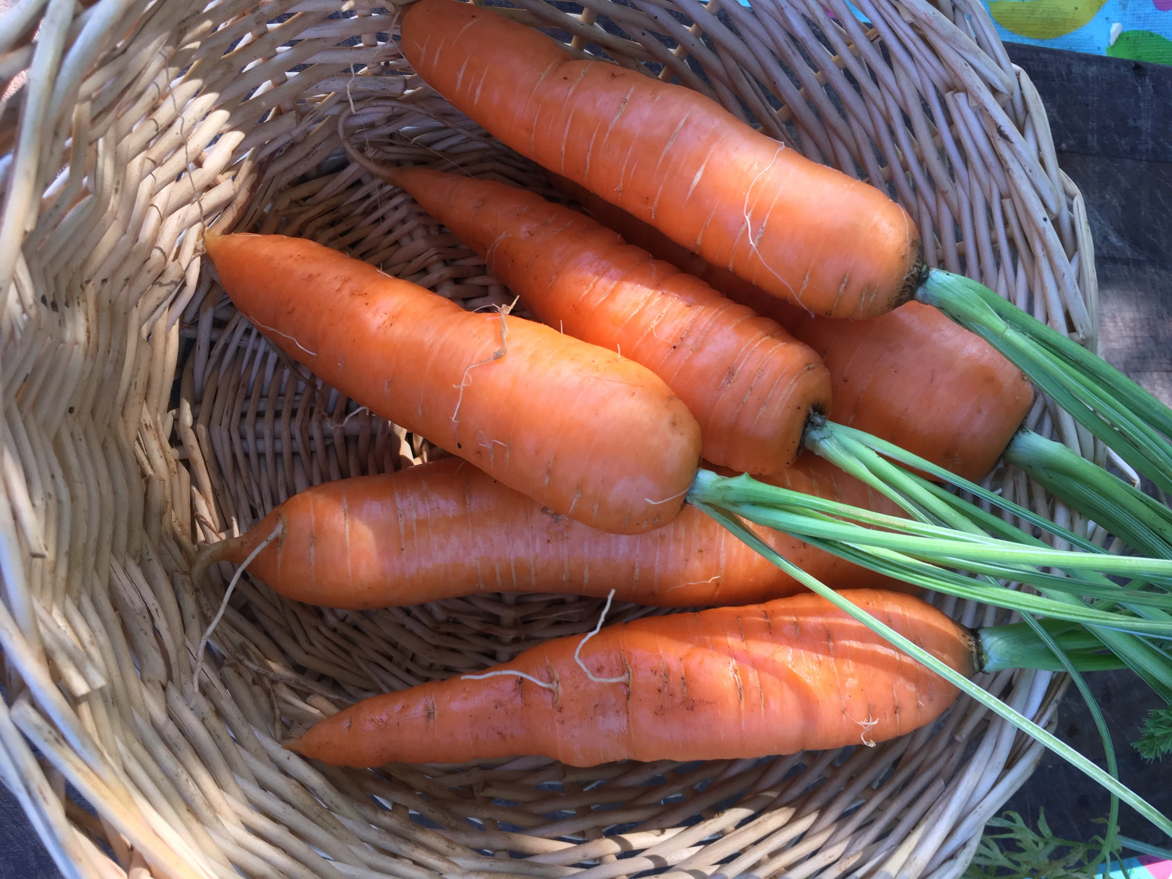 Nantes Coreless Carrot