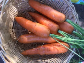 Nantes Coreless Carrot
