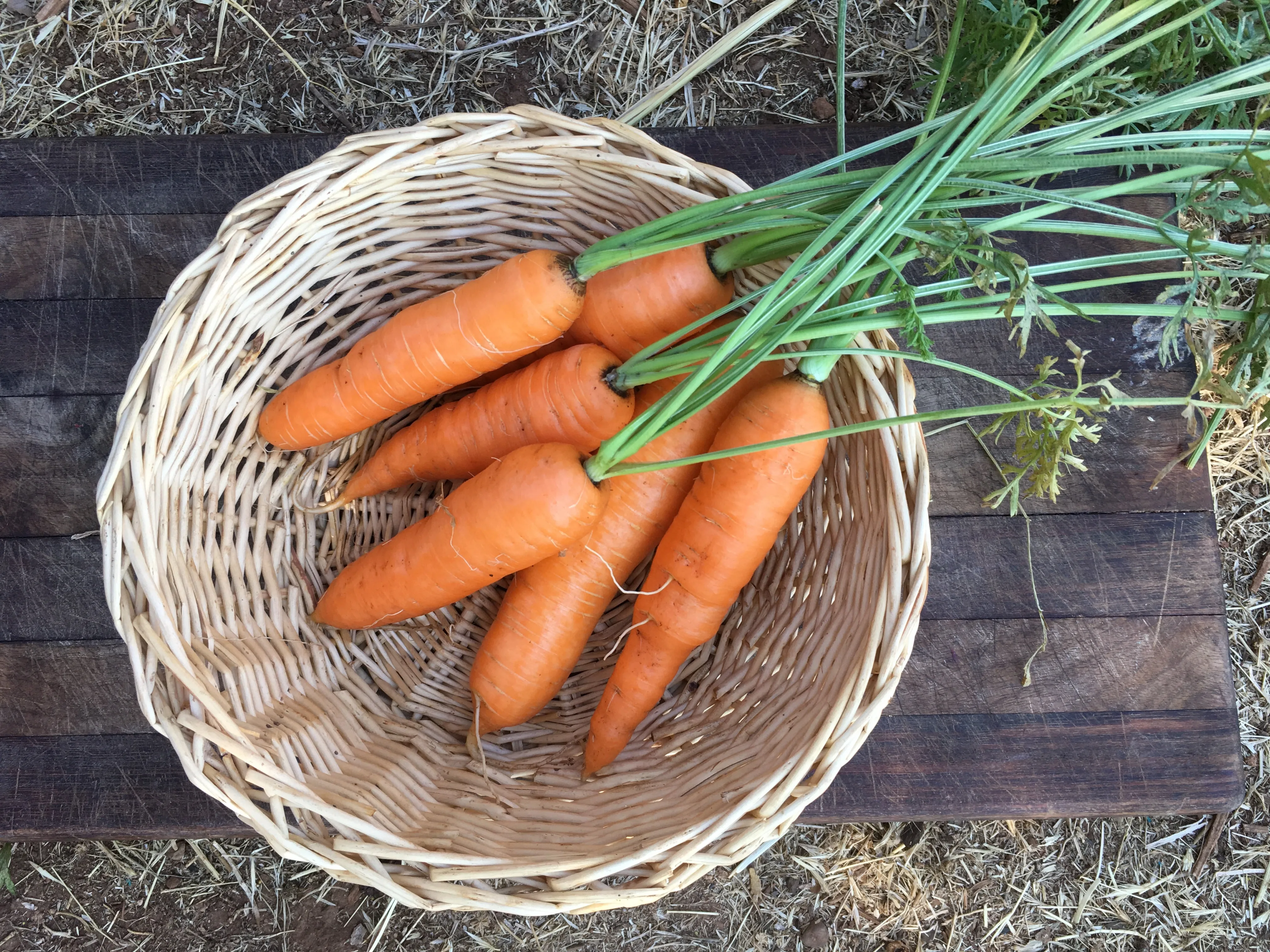 Nantes Coreless Carrot
