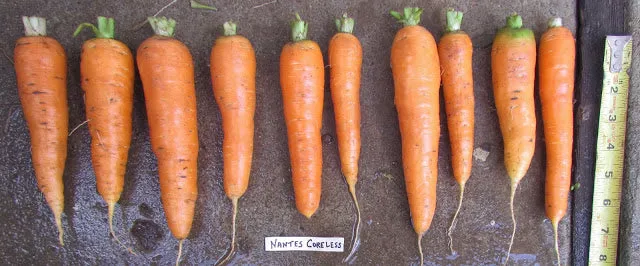 Nantes Coreless Carrot